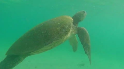 Turtle swims underwater. Turtle pops up to inhale and dives under water. Sandy Stock Footage 179691840