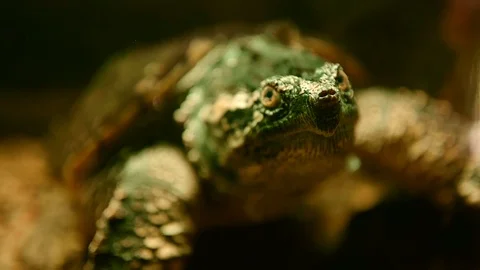 The turtle swims in water Stock Footage 79876337