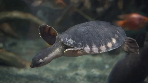 Turtle swims in the water Stock Footage 111382241
