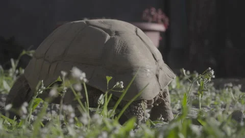 Turtle tail walking away in garden Stock Footage 139019191