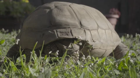 Turtle tail walking away in garden Stock Footage 139019338