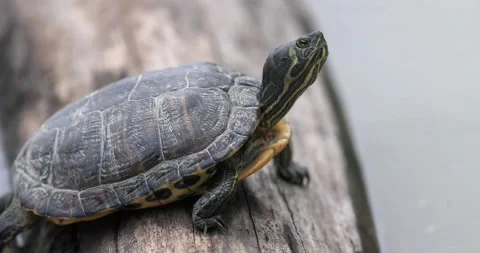 Turtle take a break on the tree Stock Footage 132191603