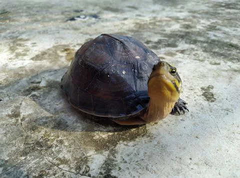 Turtle take a shoot Stock Photos