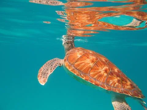 Turtle taking a breath Stock Photos