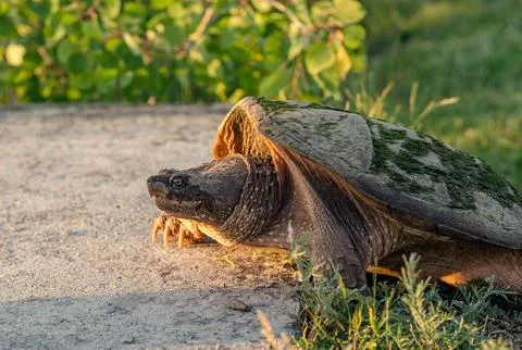 Turtle taking steps toward sunlight Stock Photos