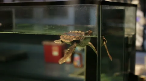 Turtle in a Tank 스톡 동영상 50541710