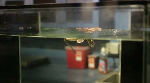 Turtle in a Tank Stock Footage 50541761