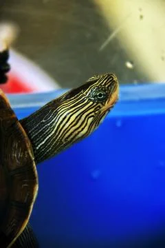 A turtle in a tank. Stock Photos