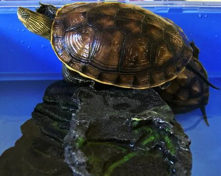 A turtle in a tank. Stock Photos