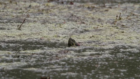 Turtle (Tartaruga) head comes out of the pond water - Italian Nature Stock Footage 95934480
