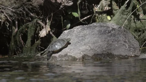 Turtle (tartaruga) rests on a stone in the river Video stock 248908456
