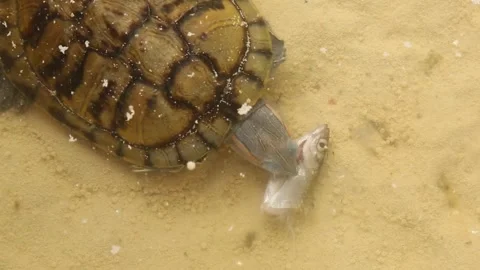 The turtle tears the fish apart and eats it in the pond. Chrysemys scripta Stock Footage 247095034