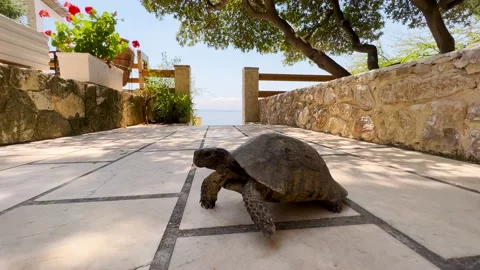 Turtle on the terrace full of vegetation and flowers by the sea. Stock Footage 203819355