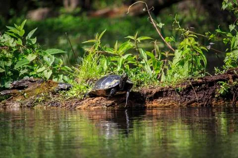 Turtle Tests The Water With One Toe As If Deciding Weather Or Not To Get In Stock Photos