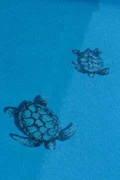 Turtle texture in pool Stock Photos