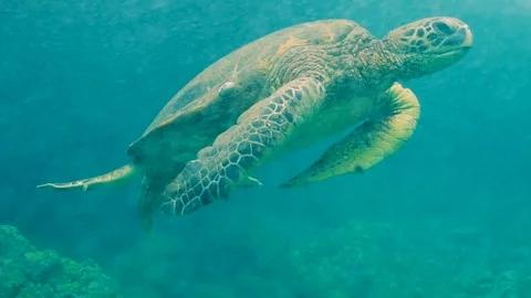 Turtle through bubbles 库存影片 95505036