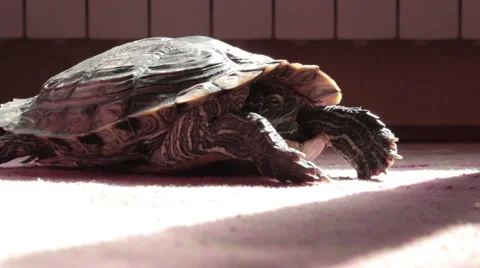 Turtle throw head of shell. Wide shot. Indoor. Carpet. House. Stock Footage 42205763