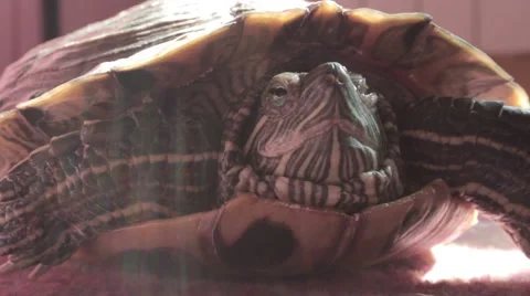 Turtle throws head of shell Stock Footage 42207316