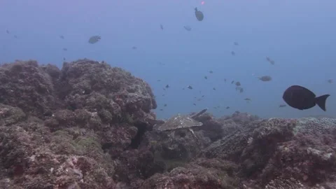 Turtle Time  - Australian Flatback finds a resting spot Vidéo 150472252