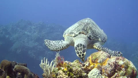 Turtle Time Stock Footage 319400107