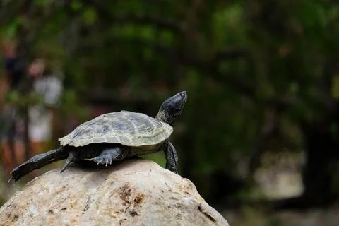 Turtle on top of a small rock Stock Photos