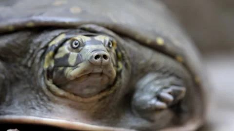 Turtle tortoise face closeup Stock Footage 250031796