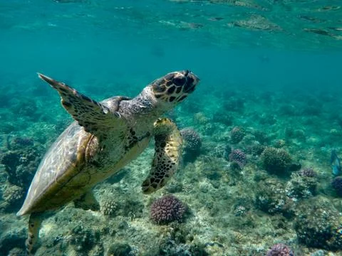 Turtle Tortoise Stock Photos