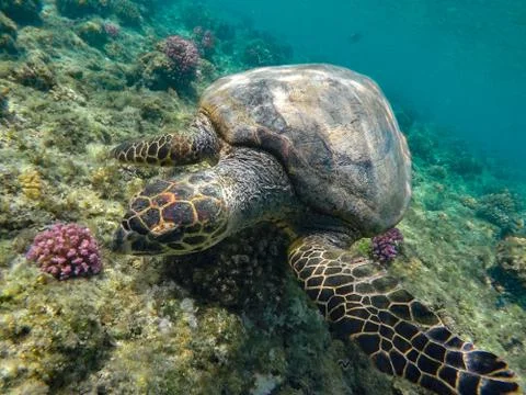 Turtle Tortoise Stock Photos