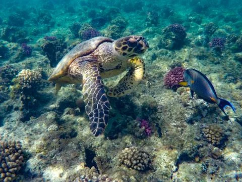 Turtle Tortoise Stock Photos