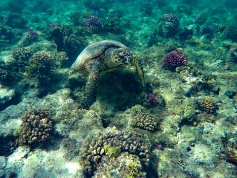 Turtle Tortoise Stock Photos