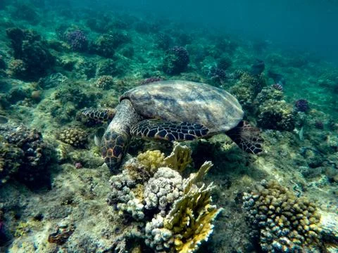 Turtle Tortoise Stock Photos