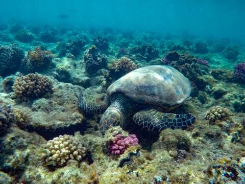 Turtle Tortoise Stock Photos