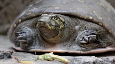 Turtle tortoise stock footage Stock Footage 249541748