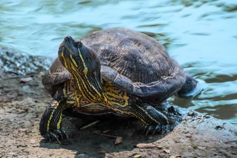 Turtle tortoise taking a bath in the sun to get warm Stock Photos