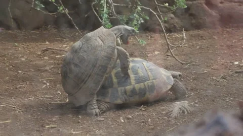 Turtle. Tortoise. Turtles in the park Stock Footage 289195830
