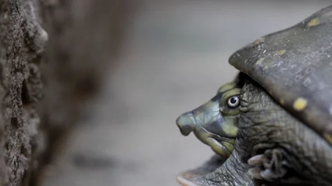 Turtle tortoise video footage Stock Footage 249478079