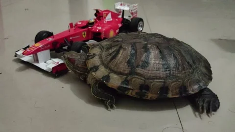 Turtle / Tortoise Walking in the Home Tiles Stock Footage 149397143