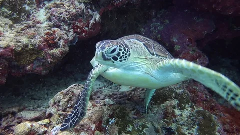 Turtle - Tortuga Video stock 130063902