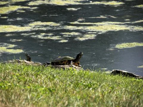 Turtle Trachemys scripta on pond Stock Photos