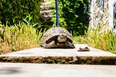 Turtle on the track in the park Stock Photos