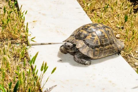 Turtle on the track in the park Stock Photos