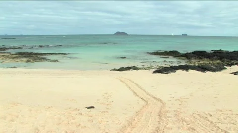 Turtle tracks on the beach, Galapagos Islands Stock Footage 294331