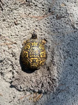 Turtle on the trail. Foto stock