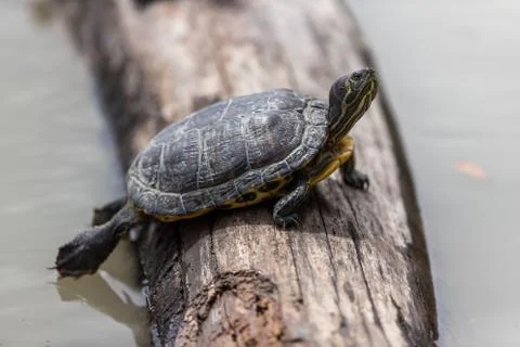 Turtle on the tree Stock Photos
