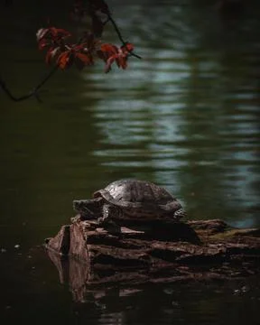 Turtle on a tree trunk in the river Stock Photos