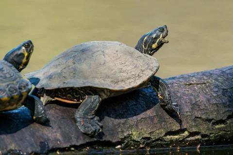 Turtle on a tree in water in a row Stock Photos