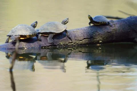 Turtle on a tree in water in a row Stock Photos