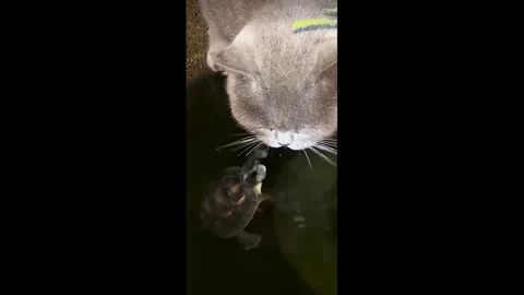 Turtle tries to bite cat's tongue in Ireland Stock Footage 320738483