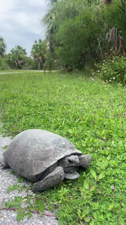 A turtle in the Tropical Reserve of America Video stock 336207014