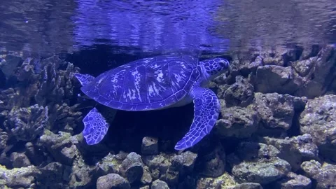 Turtle in the tropical sea Stock Footage 172526122